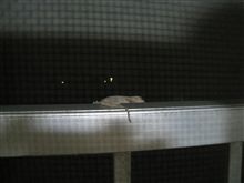 夜のお友達