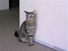 外出・・・(=^.^=)