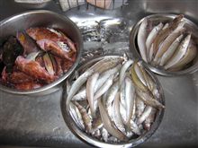 今日はまずまずの釣果でした♪