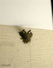 [クルマと家] 居候の旅立ち !?