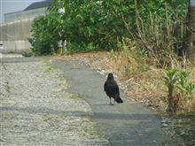 初秋・・・・っぽい・・・・・