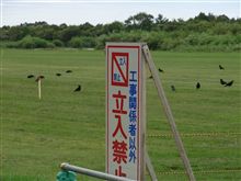 カラス作業中？