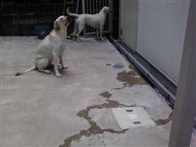 歩きション