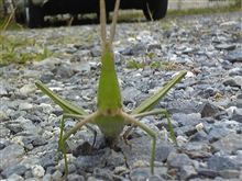 やっとこwww