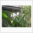 みょうがの花