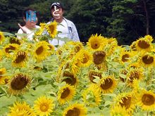 ひまわりとトンネルと
