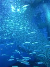 【水族館デビュー】八景島シーパラダイスにて