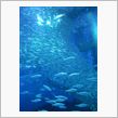 【水族館デビュー】八景島シー ...