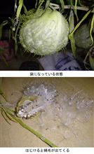 風船草？