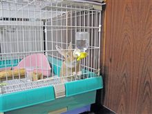 うさちゃんの水飲みは可愛いですよ～！
