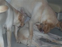 骨折犬２号ハナちゃんＶＳ．骨折犬１号トゥ～マイ
