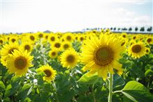 東京モーターショウ