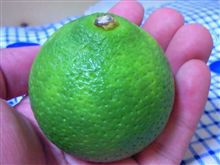 かぼす かぼす