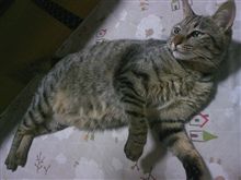 るな日記「８がつ２７にち」