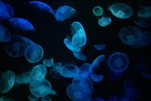 海きららへwww 海きららへwww