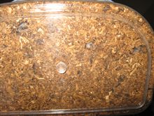 カブトムシの産卵