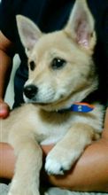 愛犬 はな♀