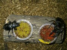 部屋に居ながらにしてクワガタGET!!