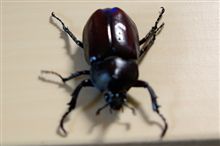 カブトムシ カブトムシ