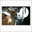 奈良へ行ってきました（＾＾）