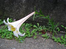 ユリなのに雑草魂