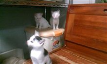 続　里親探し＾＾ 