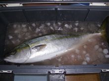 出世魚