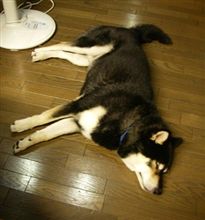 急に涼しくなって.....