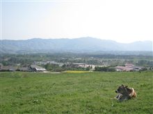 牛の～んびり。