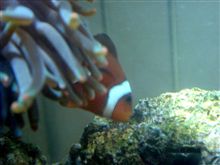 ニモが卵を産んだんだよ