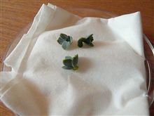 我が家で話題の「子宝草」