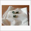 我が家で話題の「子宝草」