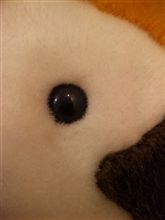 キズモノになりました・・・・