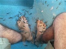 お魚先生！