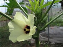 オクラの花