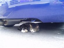車の下のヌコ様