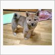 我が家に子犬がやってきた