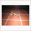 カマキリが現れた！