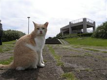 城ヶ島（猫だらけ編）