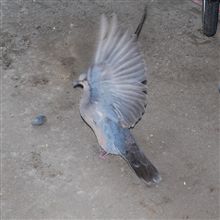 珍客来訪♪　鳩。。。