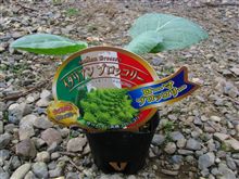 冬野菜植えたど～！！～ローマブロッコリー～