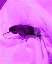 G発生