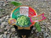 冬野菜植えたど～！！～シチリアンブロッコリー～
