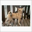 これぞ、柴犬？