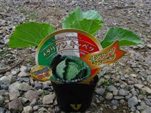 冬野菜植えたど～！！～イタリアンキャベツ～