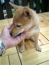 だいぶ慣れて来ました