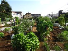 区民農園9月・秋晴れ！