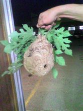 スズメバチの巣撤去 スズメバチの巣撤去