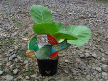 冬野菜植えたど～！！～サラダキャベツ アクート～