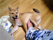 じゃれ付きたいお年頃